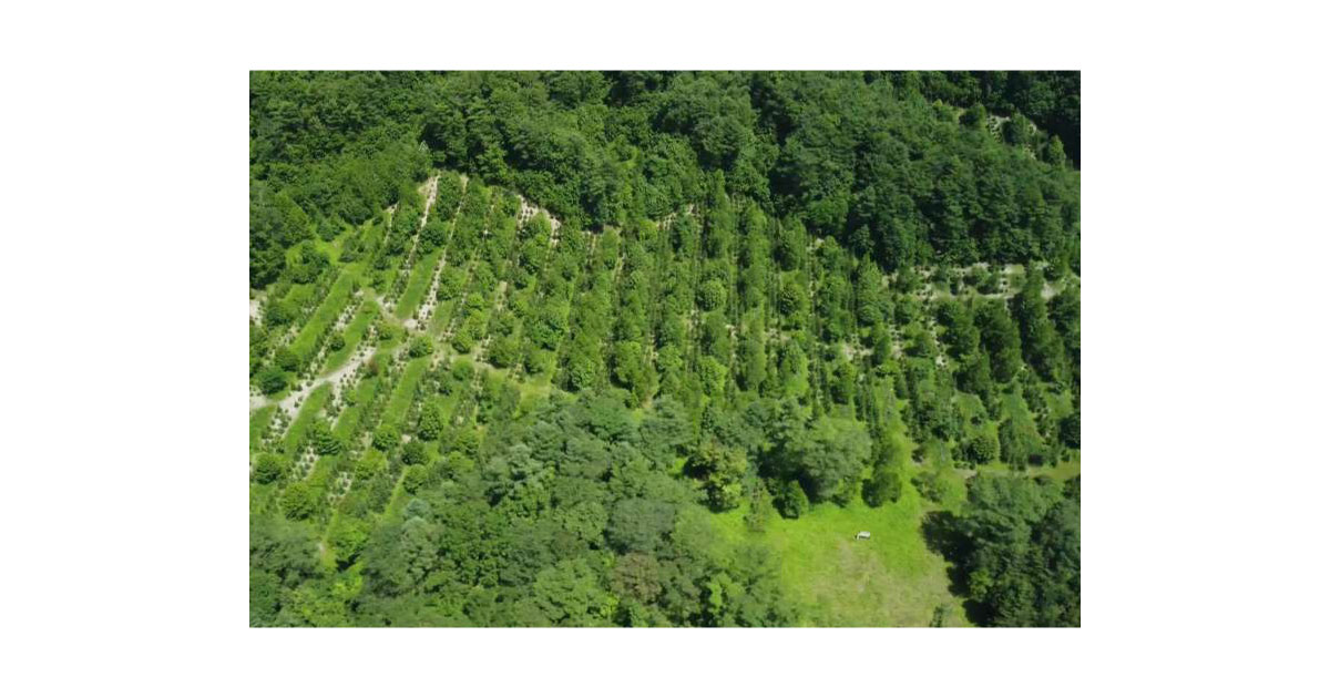 出光緑あふれる自然の森林（もり）-出光興産