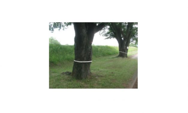 出光興産，微生物防除剤「バイオリサ・カミキリ」がサクラに適用拡大