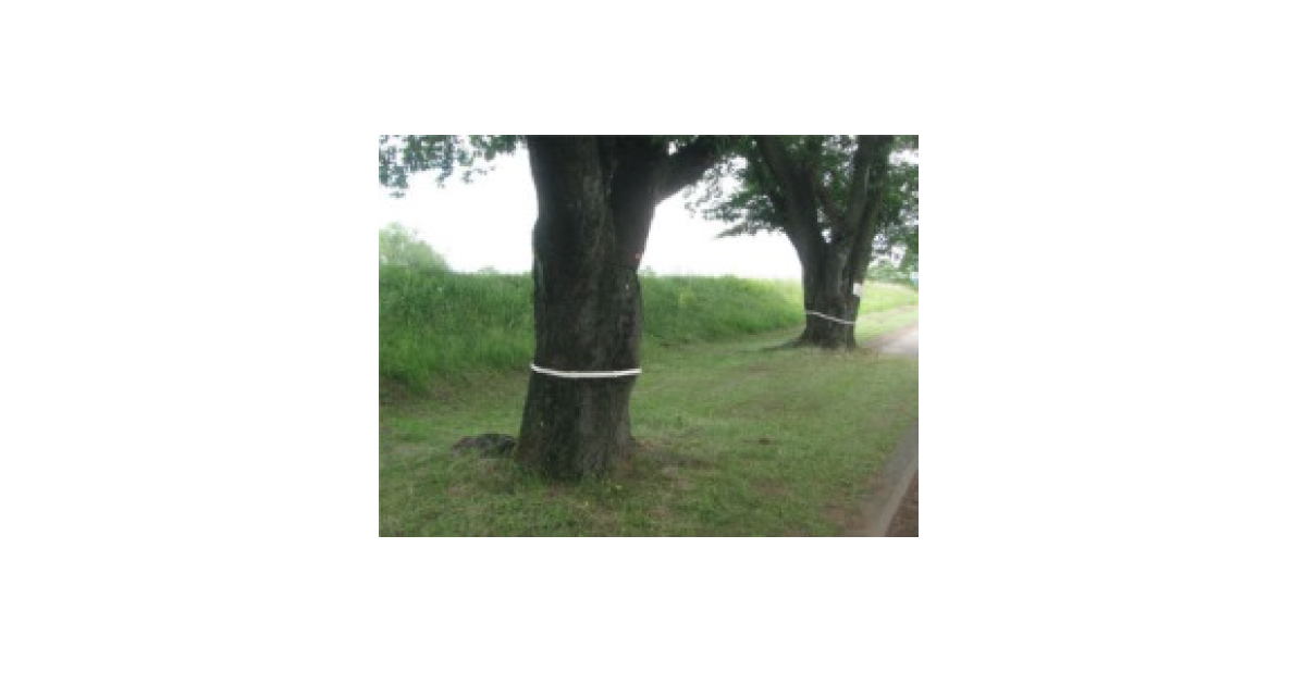 出光興産，微生物防除剤「バイオリサ・カミキリ」がサクラに適用拡大