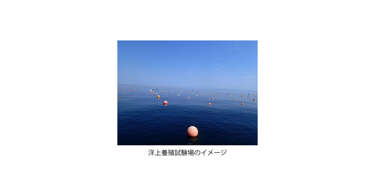 北海道立総合研究機構とENEOS，大規模ブルーカーボン創出に向けた調査・養殖試験を開始